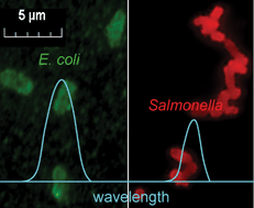 Graphical abstract: Simultaneous detection of Escherichia coli O157∶H7 and Salmonella Typhimurium using quantum dots as fluorescence labels