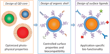 Graphical abstract: Designing multifunctional quantum dots for bioimaging, detection, and drug delivery