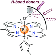 Graphical abstract: Stabilization of synthetic heme-superoxo complexes by hydrogen bonding: a still on-going quest