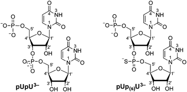 Graphical abstract: Metal ion complexes of nucleoside phosphorothioates reflecting the ambivalent properties of lead(ii)