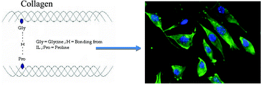 Graphical abstract: Biocompatibility of choline salts as crosslinking agents for collagen based biomaterials