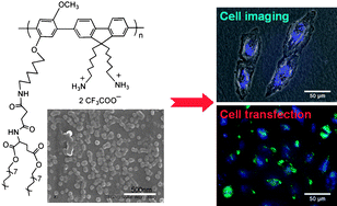 Graphical abstract: Lipid-modified conjugated polymer nanoparticles for cell imaging and transfection