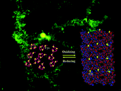 Graphical abstract: Spontaneous and reversible self-assembly of a polypeptide fragment of insulin-like growth factor binding protein-2 into fluorescent nanotubular structures