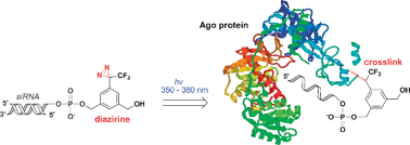 Graphical abstract: Diazirine-containing RNA photocrosslinking probes for the study of siRNA–protein interactions