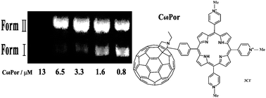 Graphical abstract: A water-soluble C60-porphyrin compound for highly efficient DNA photocleavage