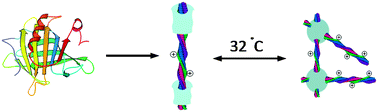 Graphical abstract: New biocompatible thermo-reversible hydrogels from PNiPAM-decorated amyloid fibrils