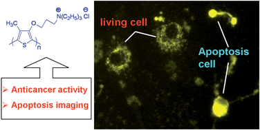 Graphical abstract: Conjugated polymers as multifunctional biomedical platforms: Anticancer activity and apoptosis imaging