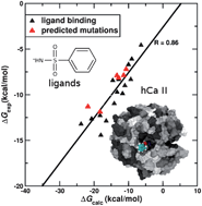 Graphical abstract: Arylsulfonamides as inhibitors for carbonic anhydrase: prediction & validation