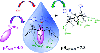 Graphical abstract: Recognition of primary amines in water by a zinc funnel complex based on calix[6]arene