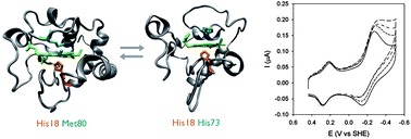 Graphical abstract: A surface-immobilized cytochrome c variant provides a pH-controlled molecular switch