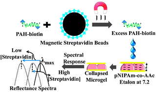 Graphical abstract: Polyelectrolyte mediated intra and intermolecular crosslinking in microgel-based etalons for sensing protein concentration in solution