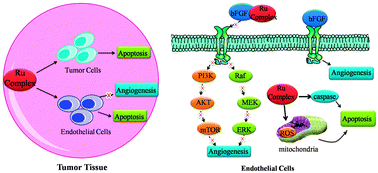 Graphical abstract: Interaction between 8-hydroxyquinoline ruthenium(ii) complexes and basic fibroblast growth factors (bFGF): inhibiting angiogenesis and tumor growth through ERK and AKT signaling pathways