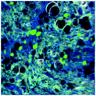 Graphical abstract: Changes in subtypes of Ca microdomains following partial injury to the central nervous system