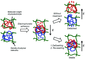 Graphical abstract: Stabilization of electrophoretically adhered gel-interfaces to construct multi-layered hydrogels