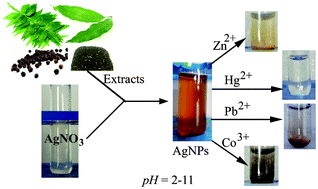 Graphical abstract: Selective colorimetric sensing of toxic metal cations by green synthesized silver nanoparticles over a wide pH range