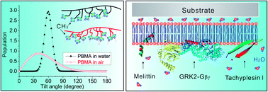 Graphical abstract: Elucidation of molecular structures at buried polymer interfaces and biological interfaces using sum frequency generation vibrational spectroscopy