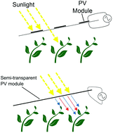 Graphical abstract: Organic photovoltaic greenhouses: a unique application for semi-transparent PV?