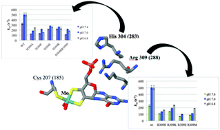 Graphical abstract: Kinetic results for mutations of conserved residues H304 and R309 of human sulfite oxidase point to mechanistic complexities