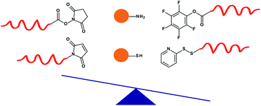 Graphical abstract: Polymer-protein conjugation via a ‘grafting to’ approach – a comparative study of the performance of protein-reactive RAFT chain transfer agents