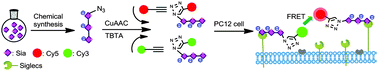 Graphical abstract: Synthesis and labeling of α-(2,9)-trisialic acid with cyanine dyes for imaging of glycan-binding receptors on living cells