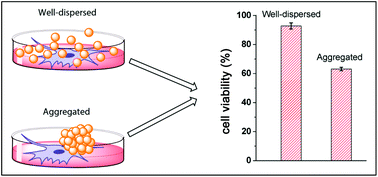 Graphical abstract: The cytotoxicity of gold nanoparticles is dispersity-dependent