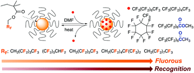 Graphical abstract: Fluorinated microgel star polymers as fluorous nanocapsules for the encapsulation and release of perfluorinated compounds