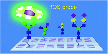 Graphical abstract: Carbohydrate microarrays for screening functional glycans