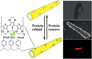 Graphical abstract: Magnetic molecularly imprinted microsensor for selective recognition and transport of fluorescent phycocyanin in seawater