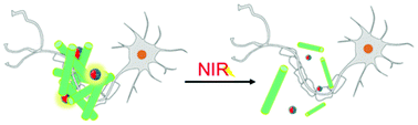 Graphical abstract: Self-assembled lipoprotein based gold nanoparticles for detection and photothermal disaggregation of β-amyloid aggregates
