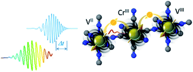 Graphical abstract: Directly probing spin dynamics in a molecular magnet with femtosecond time-resolution