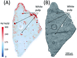 Graphical abstract: Quantitative imaging of translocated silver following nanoparticle exposure by laser ablation-inductively coupled plasma-mass spectrometry