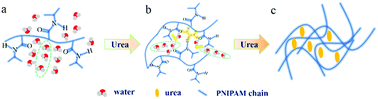 Graphical abstract: Insight into the effect mechanism of urea-induced protein denaturation by dielectric spectroscopy