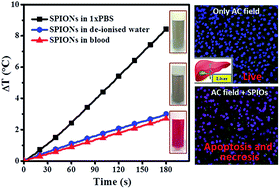 Graphical abstract: Examining the effect of ions and proteins on the heat dissipation of iron oxide nanocrystals