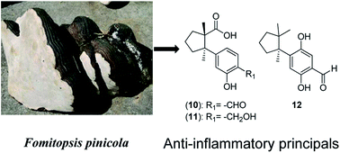 Graphical abstract: Bioassay-guided purification of sesquiterpenoids from the fruiting bodies of Fomitopsis pinicola and their anti-inflammatory activity