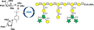 Graphical abstract: Automated glycan assembly of highly branched heptadecasaccharide repeating unit of arabinogalactan polysaccharide HH1-1 from Carthamus tinctorius