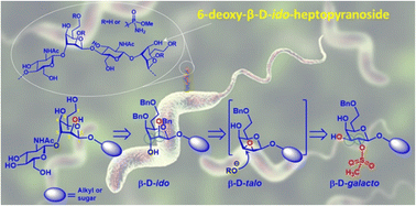 Graphical abstract: Regio- and stereo-controlled synthesis of 6-deoxy-β-d-ido-heptopyranosides related to Campylobacter jejuni HS:4