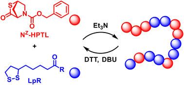 Graphical abstract: Ring-opening copolymerization of hydroxyproline-derived thiolactones and lipoic acid derivatives