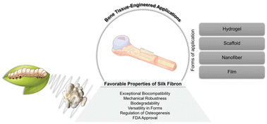 Graphical abstract: Silk fibroin as a potential candidate for bone tissue engineering applications