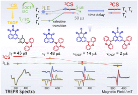 Graphical abstract: Time-resolved transient optical and electron paramagnetic resonance spectroscopic studies of electron donor–acceptor thermally activated delayed fluorescence emitters based on naphthalimide–phenothiazine dyads
