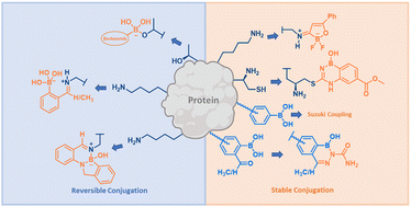 Graphical abstract: Boron enabled bioconjugation chemistries