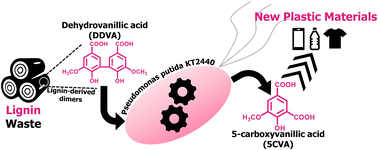 Graphical abstract: Bioconversion of a lignin-derived biphenyl dimer into the strategic building block 5-carboxyvanillic acid in Pseudomonas putida KT2440