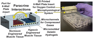 Graphical abstract: Profiling paracrine interactions between hypoxic and normoxic skeletal muscle tissue in a microphysiological system fabricated from 3D printed components