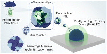 Graphical abstract: Fusing fluorescent proteins and ferritin for protein cage based lighting devices