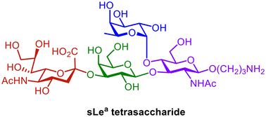 Graphical abstract: Chemical and chemoenzymatic syntheses of sialyl Lewisa tetrasaccharide antigen