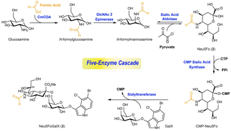 Graphical abstract: Enzymatic synthesis of N-formylated sialosides via a five-enzyme cascade