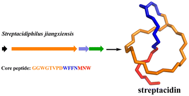 Graphical abstract: Genome mining and heterologous expression reveal streptacidin, a new lasso peptide from Streptacidiphilus jiangxiensis
