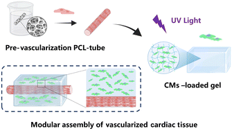 Graphical abstract: Biomimetic vascular scaffolds via hybrid 3D printing-phase separation for vascularized cardiac tissue with enhanced perfusion and maturation