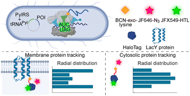 Graphical abstract: Optimization of the genetic code expansion technology for intracellular labelling and single-molecule tracking of proteins in genomically re-coded E. coli