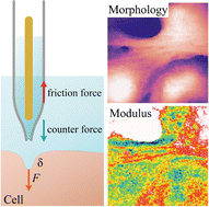 Graphical abstract: Non-contact electrochemical imaging of Young's modulus of single living cells