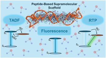 Graphical abstract: Supramolecular self-assembled peptide scaffolds for fluorescence enhancement and delayed emission